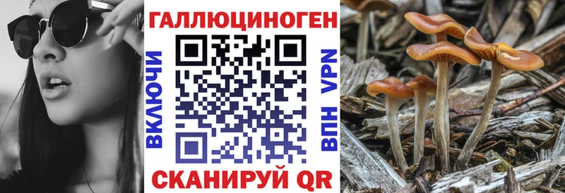 Галлюциногенные грибы Psilocybine cubensis  Покров 